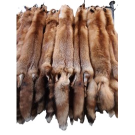 Dakotaline Furs Red Fox Pelt/Hide : (Imperfect Grade) : 42"-48" Length - Genuine Real Fur Pelt Tanned for Display, Decoration, Sewing, Garment, Craft