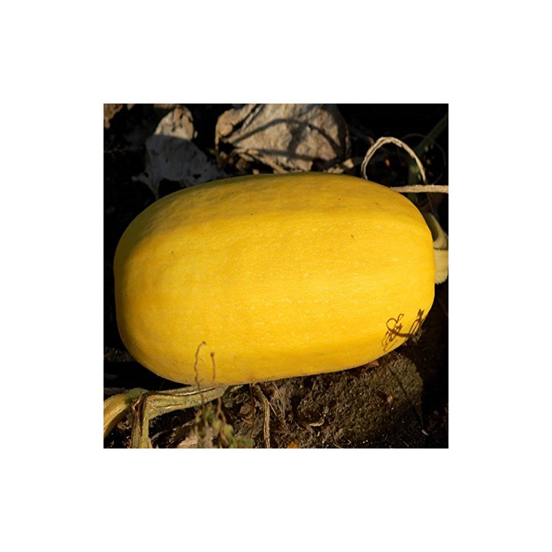 Organic Vegetable Spaghetti Squash - 1/4 LB ~700 Seeds -
