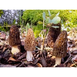 Setas Morel Negras Micelio Esporas Marrón Hongo                                                                                                       