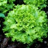 Grand Rapids TBR Lettuce Seeds, 1000 Heirloom Seeds Per Packet,