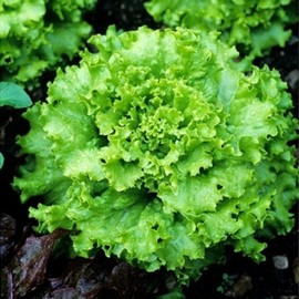 Grand Rapids TBR Lettuce Seeds, 1000 Heirloom Seeds Per Packet, Non GMO Seeds