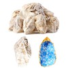 30Pcs Extra Large Oyster Shells for Crafts （ 5"-6"） ,