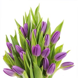 KaBloom Flowers - Bloomia collection - 15 Purple Tulips Without Vase - Gift for Birthday, Sympathy, Anniversary, Get Well, Thank You, Valentine, Mother’s Day Fresh Flowers
