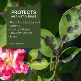 Natria 706250A Neem Oil Spray for Plants Pest Organic Disease Control, 24-Ounce.