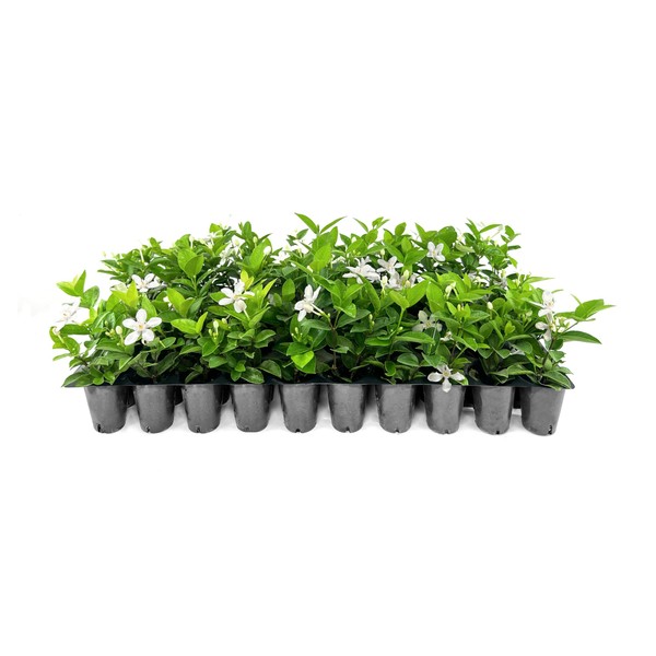 Jasmine Asian Snow | 3 Live Plants | Wrightia Antidysenterica