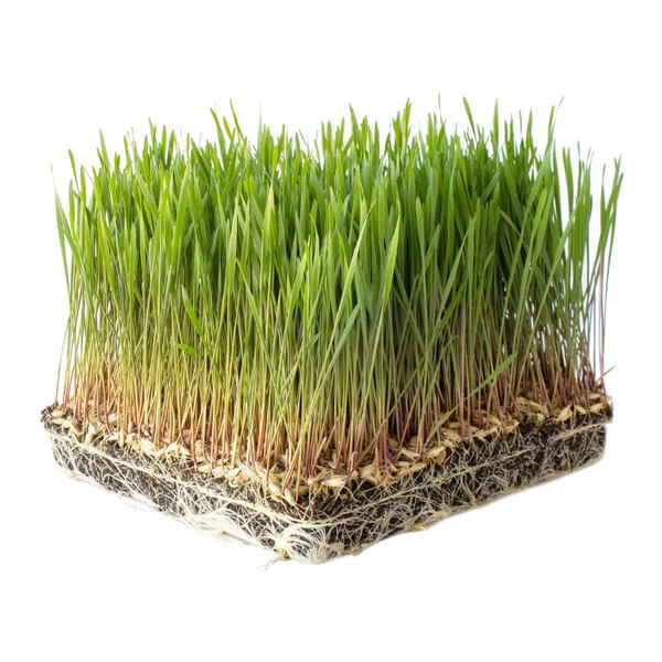 Organic Einkorn Grain Seeds Husk On - 25 Lb Bulk