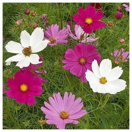 Everwilde Farms - 1/4 Lb Sensation Tall Mixed Cosmos Wildflower Seeds - Gold Vault