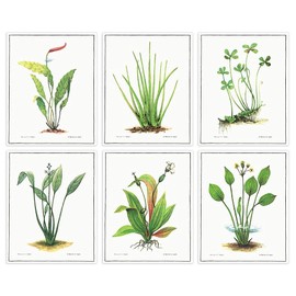 Vintage Aquatic Plants (Set of 6) - Unframed - 8x10s