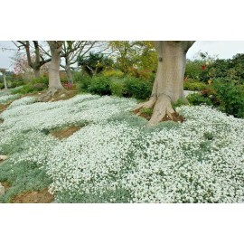 Little Seed Store 501+SNOW IN SUMMER Flower Seeds Perennial Flowering Groundcover Drought Tolerant