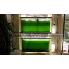 Cepa Espirulina Máxima, Calidad Laboratorio 800ml