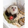 HEUHAI 10-Pack Ferret Jingle Bell Toy Balls, Non-Toxic PP, Hollow