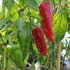 Southeast Seeds Sweet Marconi Rosso Pepper Seeds, Italian Pepper, NON-GMO,