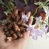 Oxalis Triangularis 10 Bulbs - Purple Shamrocks Lucky Lovely Flowers