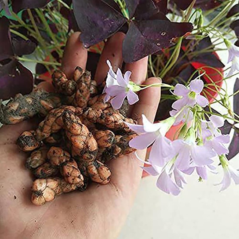 Oxalis Triangularis 10 Bulbs - Purple Shamrocks Lucky Lovely Flowers