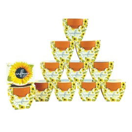 BUZZY Seeds Terracotta Mini Grow Pots | Herb, Plant, Flower Starter Kit for Kids & Adults | Assorted 12-Pack, Daydream Collection Sunflower | Guaranteed to Grow | Best Indoor Grow Your Own Plant