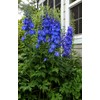 KIRA SEEDS - Seeds Blue Tall Delphinium - Annual Flowers