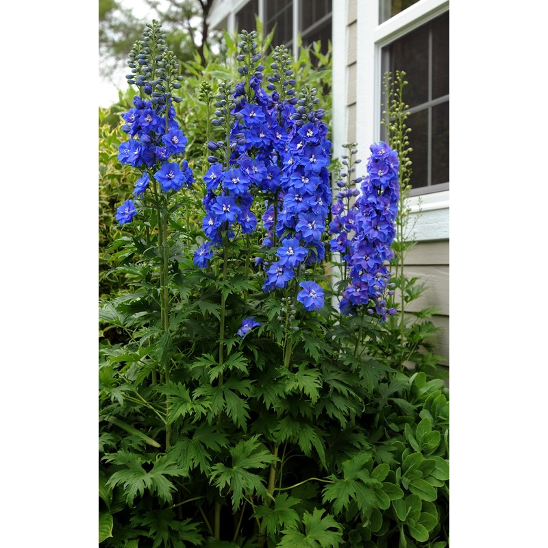 KIRA SEEDS - Seeds Blue Tall Delphinium - Annual Flowers