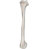 Humerus Bone Model - Left - Anatomically Accurate Human Humerus