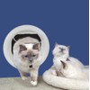 Catwalk Glass Fitting Multi-Magnetic Cat Door