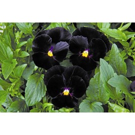 Unique Black Pansy Clear Crystals Viola Wittrockiana 40+ Seeds for Planting Long Flowering Plant