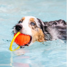 Project Hive Dog Ball | Large Looped Dog Ball | Interactive Dog Toys Compatible with Hive Zoomer Dog Ball Thrower for Large Dogs | Balls for Dogs Perfect for Fetch and Tug Play | Orange