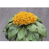 Rare Plant Tree Seeds Celosia Argentea VAR Cristata Yellow 300+