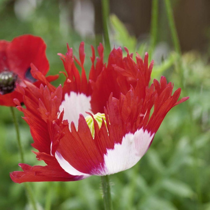 Outsidepride Poppy Danish Flag Flower Seeds - 5000 Seeds