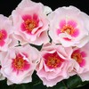 Heirloom Roses Rose Plant - Bull's Eye™ Multi Rose Bush,