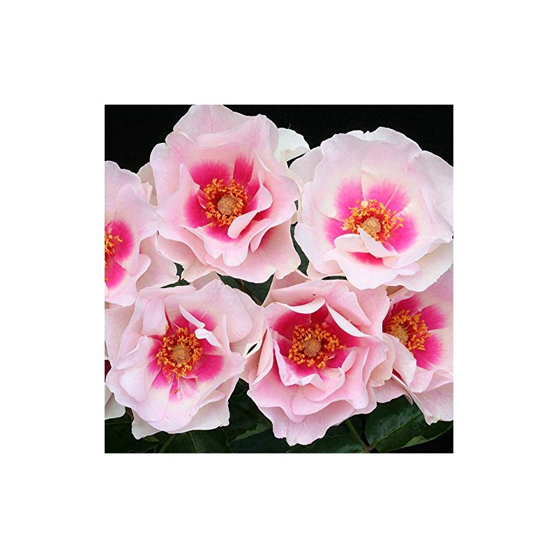 Heirloom Roses Rose Plant - Bull's Eye™ Multi Rose Bush,