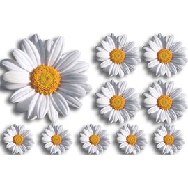 WaterShed Designs Daisy-Flower-Decals-Car-Stickers-Graphics-Nursery-Wall-Window-Decorations-Art(10 pack)