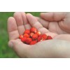 Alpine Alexandria Red Alpine Strawberry Fraise des Bois Premium Seed Packet