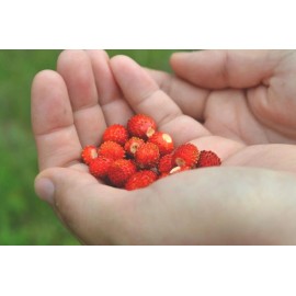 Alpine Alexandria Red Alpine Strawberry Fraise des Bois Premium Seed Packet