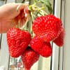 300+ PCS Giant Garden Strawberry Strawberry Sweet and Delicious Fruit