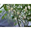 Biquinho White Pepper 10+ Seeds