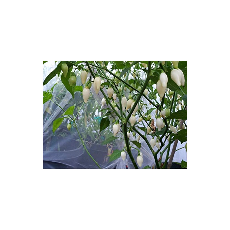 Biquinho White Pepper 10+ Seeds