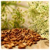 Everwilde Farms - 1/4 Lb Cumin Herb Seeds - Gold