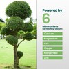 32oz Tree and Shrub Plant Food - Makes 32 Gallons