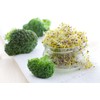 Todd’s Seeds - Calabrese Broccoli Sprouting Seeds, 1 lb -
