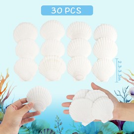 TaoQ C 30 PCS Scallop Shells Natural Seashell, 6cm-8cm White Scallop Shells Large Seashells for Crafts Wedding Decor Beach Theme Party, Vase Filler