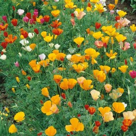 Formula Mix California Poppy Seed 500 Mg ~320 Seeds – Eschscholzia californica | Non-GMO, Annual Wildflower Mix | Multicolor Blooms | Pollinator Friendly | Drought Tolerant