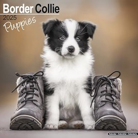 Border Collie Puppies Calendar 2025 | Square Dog Breed Puppy Wall Calendar - 16 Month
