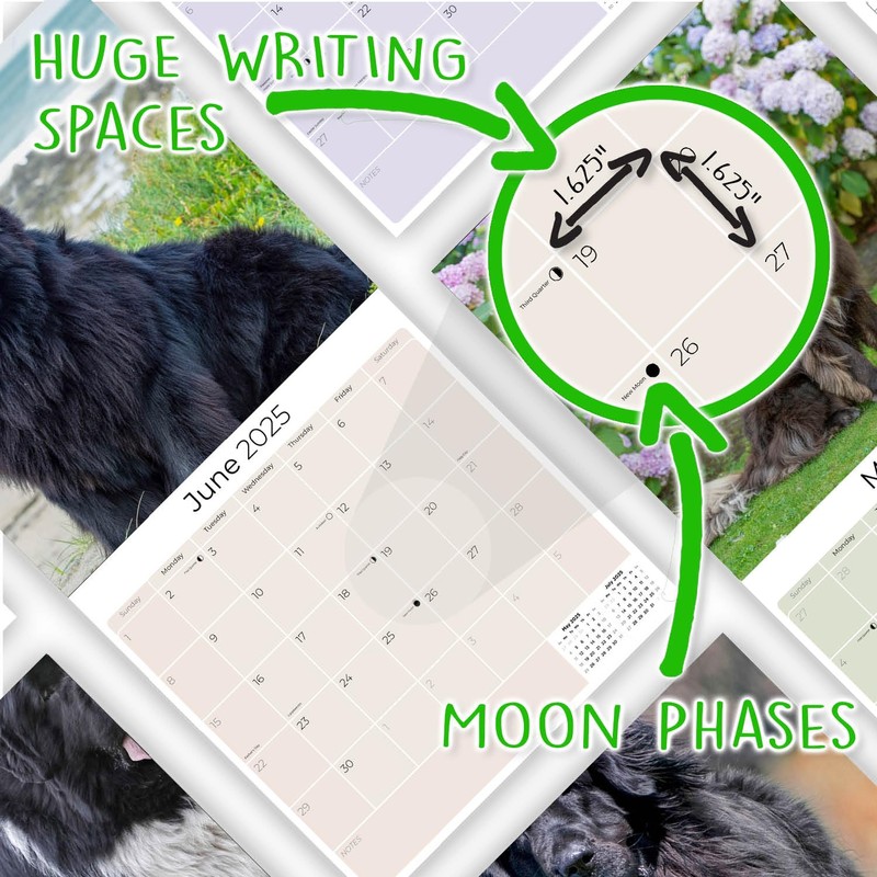 Newfoundland Calendar 2020 - Dog Breed Calendar - Wall Calendar