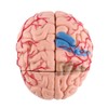 Human Brain Model, Plastic Brain Model, Easy to Carry, Disassembled
