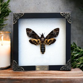 Real Death Head Moth Acherontia Butterfly White Frame Entomology Shadow Box Insect Oddity Skull Curiosities Unique Taxidermy Collectables Tabletop Wall Art Home Decor Living Gallery Bedroom K18-01-TR