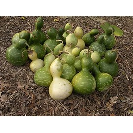 Birdhouse Gourd Seeds for Planting - Traditional Large Birdhouse or Bottle Gourd | USA Grown Heirloom Seeds by Liliana's Garden |