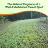 Outsidepride Southern Sweet Spot Seed - 20 lb. Annual, Versatile,