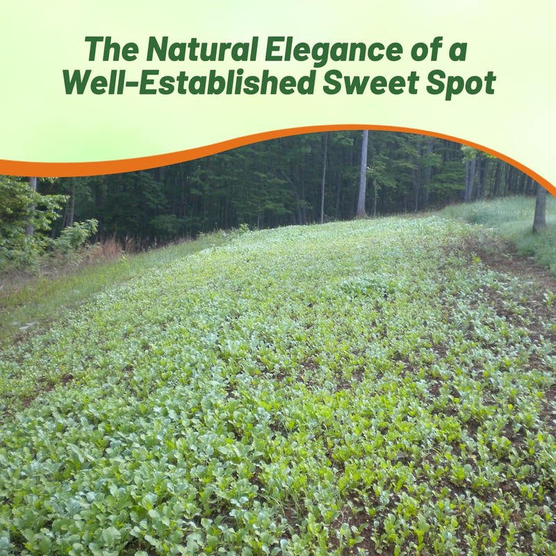 Outsidepride Southern Sweet Spot Seed - 20 lb. Annual, Versatile,
