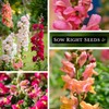 Sow Right Seeds Sow Right Seeds - Large Mixed Snapdragon