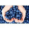 200 Pcs Blueberry Seeds for Planting