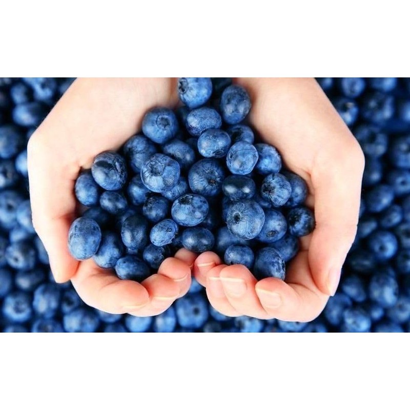 200 Pcs Blueberry Seeds for Planting